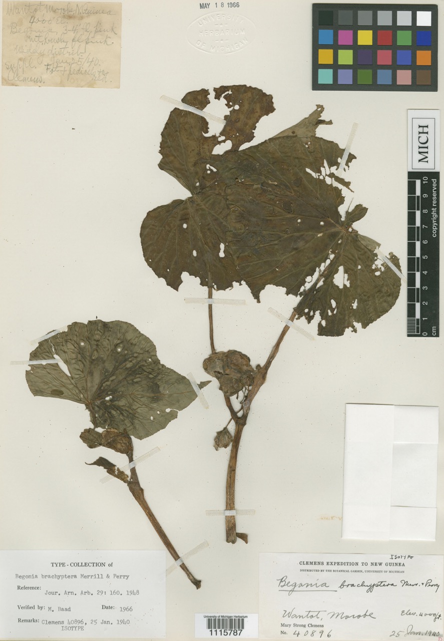 B. brachybotrys